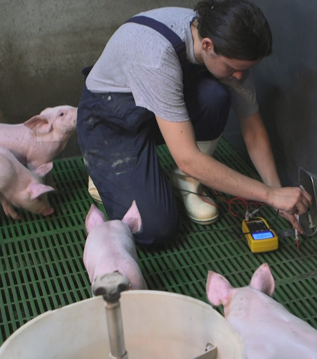 Contrôle courants parasites en élevage porcin/porcherie