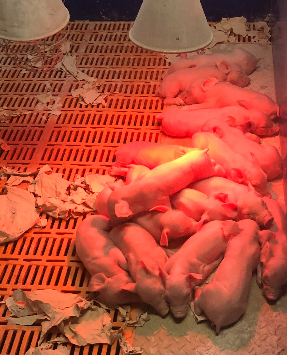 Maternité conduite d'élevage porcin