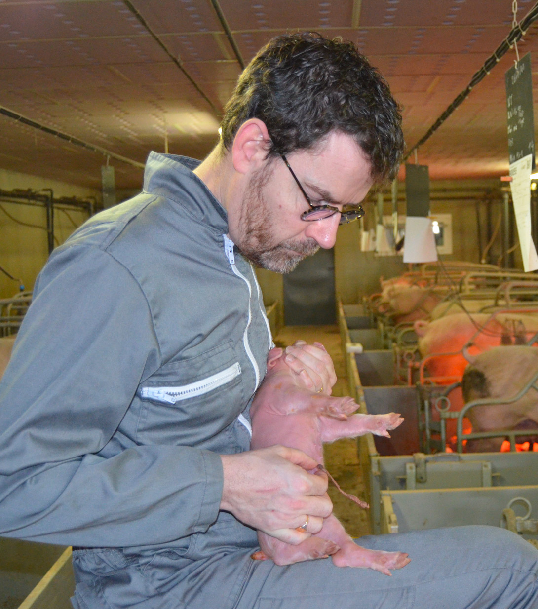 Maternité porcine Améliorer le taux de naissage